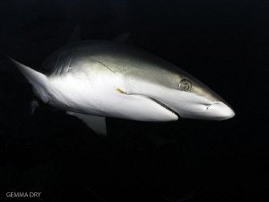 Blacktip on Aliwal Shoal by Gemma Dry 